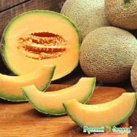 Дыня Лада НК Ц