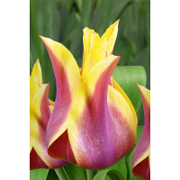 22239 Шоу-Бокс Тюльпан Баллада Дрим 11/12 75 шт Садовита