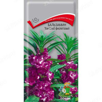 Бальзамин Том Самб фиолетовый Поиск Ц