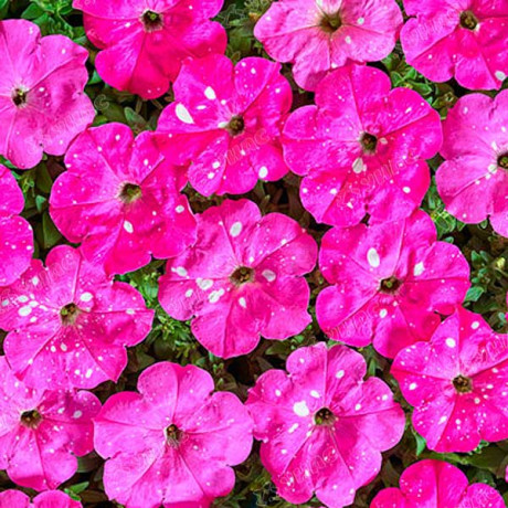 Петуния Дот Стар Дип Пинк Поиск Ц
