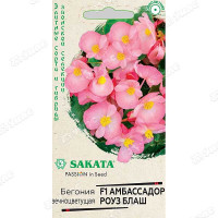 КОМ Бегония Амбасадор Роуз блаш Гавриш Ц