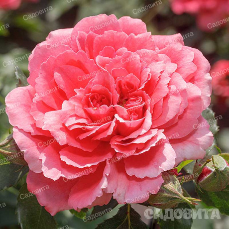 Роза плетистая Розариум Ютерсен Садовита