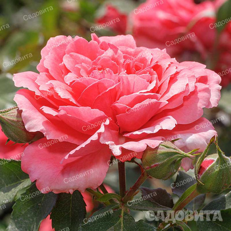 Роза плетистая Розариум Ютерсен Садовита