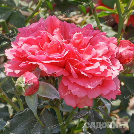 Роза плетистая Розариум Ютерсен Садовита