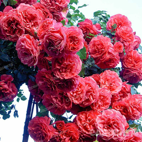 Роза плетистая Розариум Ютерсен Садовита