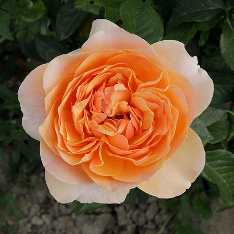 Роза шраб Шерлок Холмс Садовита