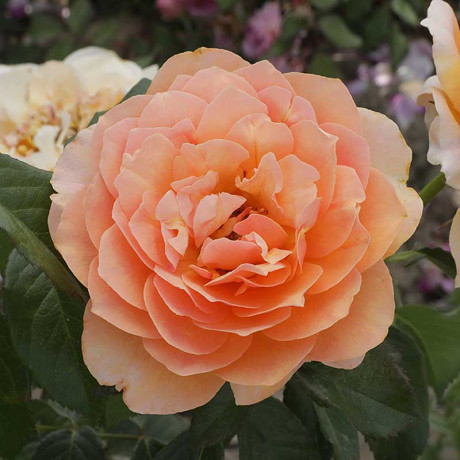 Роза шраб Шерлок Холмс Садовита