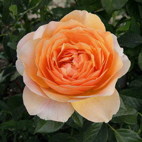 Роза шраб Шерлок Холмс Садовита