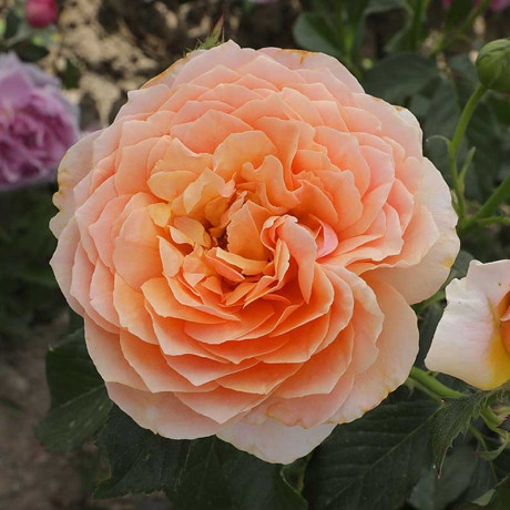 Роза шраб Шерлок Холмс Садовита