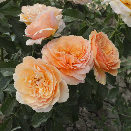 Роза шраб Шерлок Холмс Садовита