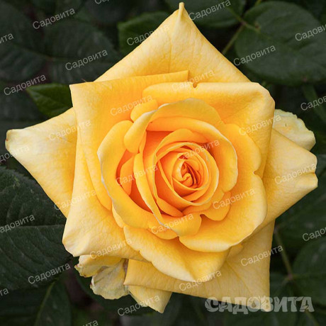 Роза чайно-гибридная Дежавю Садовита