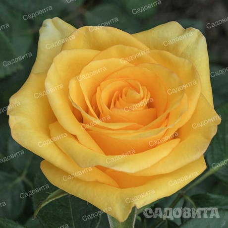 Роза чайно-гибридная Дежавю Садовита