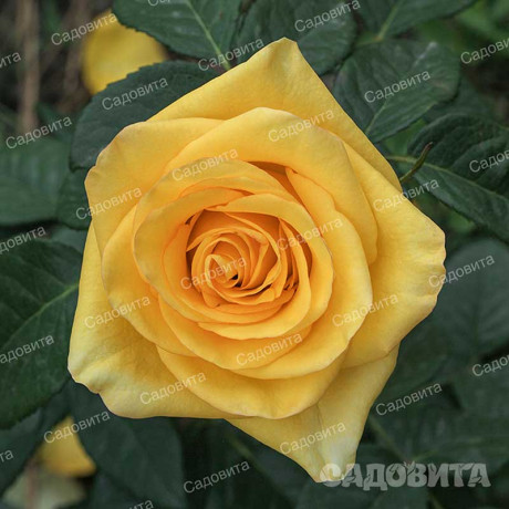 Роза чайно-гибридная Дежавю Садовита