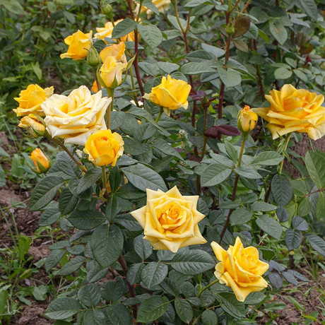 Роза чайно-гибридная Дежавю Садовита