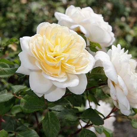 Роза плетистая Клэр Остин Садовита