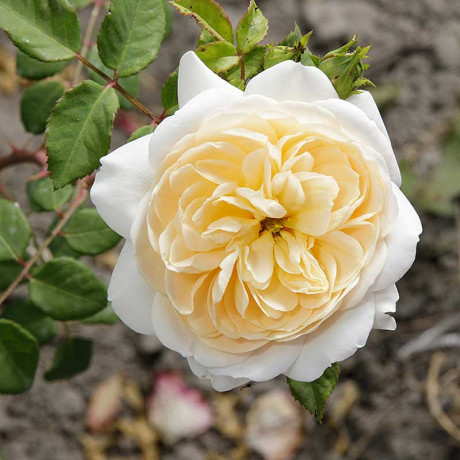 Роза плетистая Клэр Остин Садовита