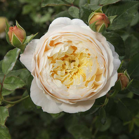 Роза плетистая Клэр Остин Садовита