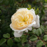 Роза плетистая Клэр Остин Садовита