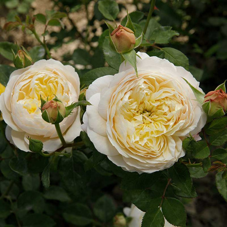 Роза плетистая Клэр Остин Садовита