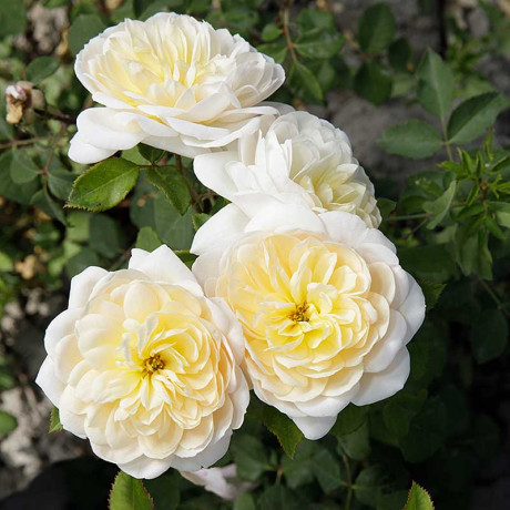 Роза плетистая Клэр Остин Садовита