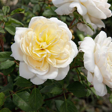 Роза плетистая Клэр Остин Садовита