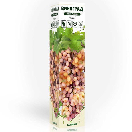 Виноград Тасон очень ранний Садовита