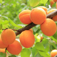 Абрикос Жигулевский сувенир Садовита