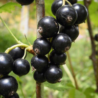 Смородина черная Велой Садовита