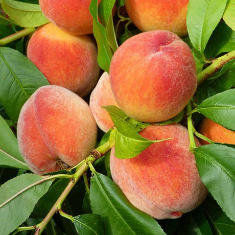 Персик Донской ранний Садовита