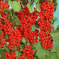 Смородина красная Мармеладница Садовита