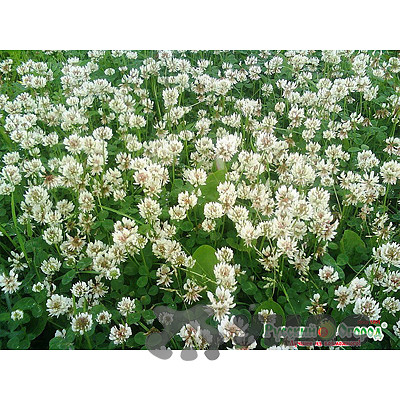 Газон Жемчужная россыпь 30г. НК Ц