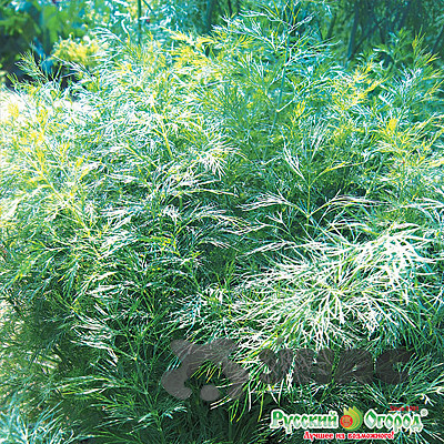 Укроп Витязь "Кольчуга"НК х10