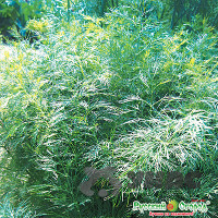 Укроп Витязь &quot;Кольчуга&quot;НК х10