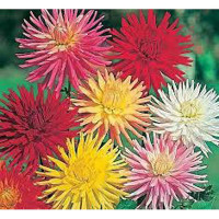 Георгин Звездный карнавал смесь