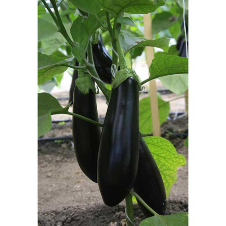 Баклажан Для Шашлыка Седек Ц