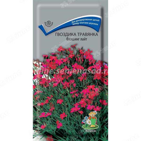 Гвоздика травянка Флэшинг Лайт Поиск Ц