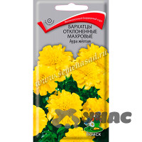 Бархатцы Аура желтая махр. Поиск Ц