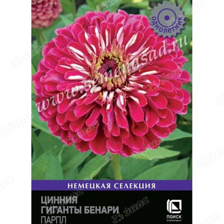 Циния Гиганты Бенари  Парпл Поиск Ц