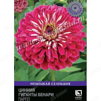 Циния Гиганты Бенари  Парпл Поиск Ц