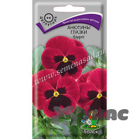 Анютины Глазки Кларет Поиск Ц