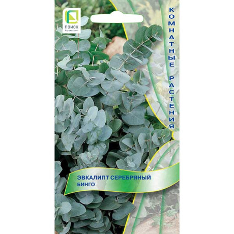 Эвкалипт серебряный Бинго Поиск Ц