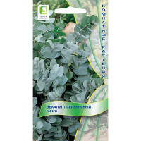 Эвкалипт серебряный Бинго Поиск Ц