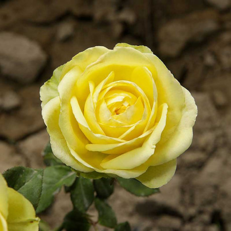 Роза чайно-гибридная Грин Романтика Садовита