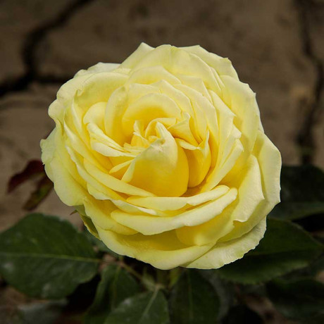 Роза чайно-гибридная Грин Романтика Садовита