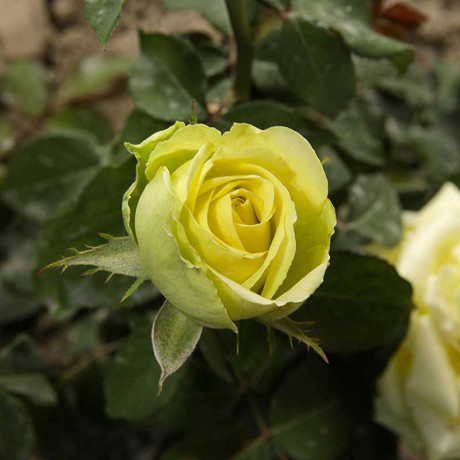 Роза чайно-гибридная Грин Романтика Садовита