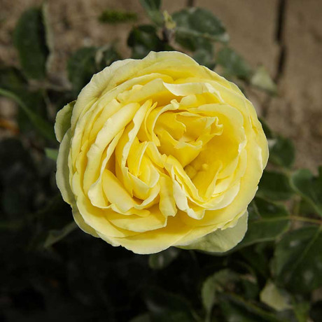 Роза чайно-гибридная Грин Романтика Садовита