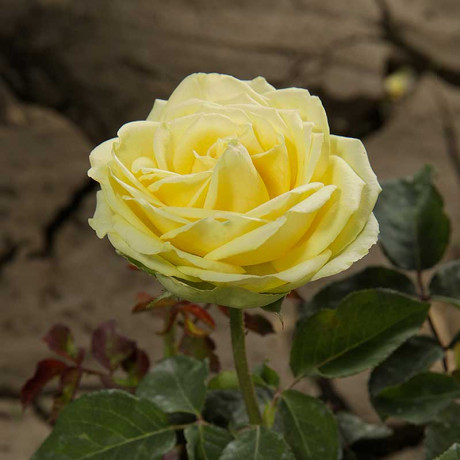 Роза чайно-гибридная Грин Романтика Садовита