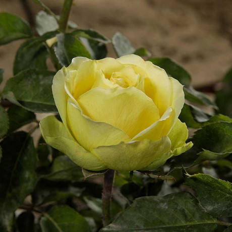 Роза чайно-гибридная Грин Романтика Садовита