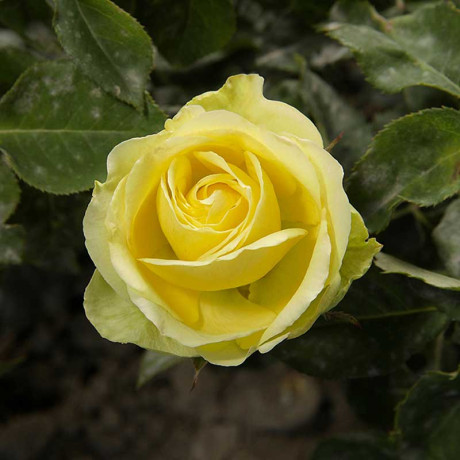 Роза чайно-гибридная Грин Романтика Садовита