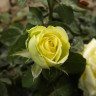 Роза чайно-гибридная Грин Романтика Садовита